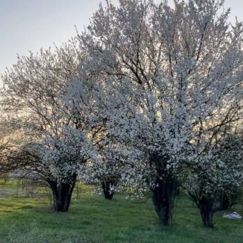 Продается Участок, 1000 м²