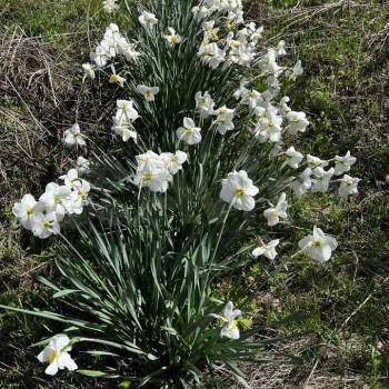 Продается Участок, 460 м²