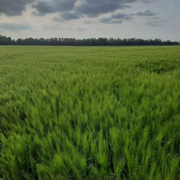 Продается Участок, 20000 м²