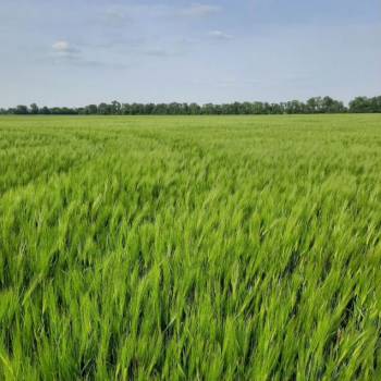 Продается Участок, 20000 м²