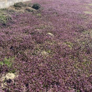 Продается Участок, 1000 м²