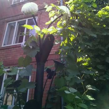 Сдается Комната, 20 м²