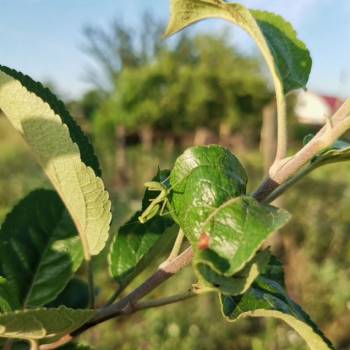 Продается Участок, 800 м²