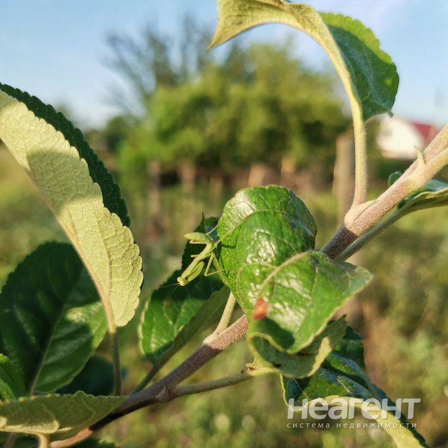 Продам участок, СНТ Авиатор, п. Белозерный (ул. Липовая)