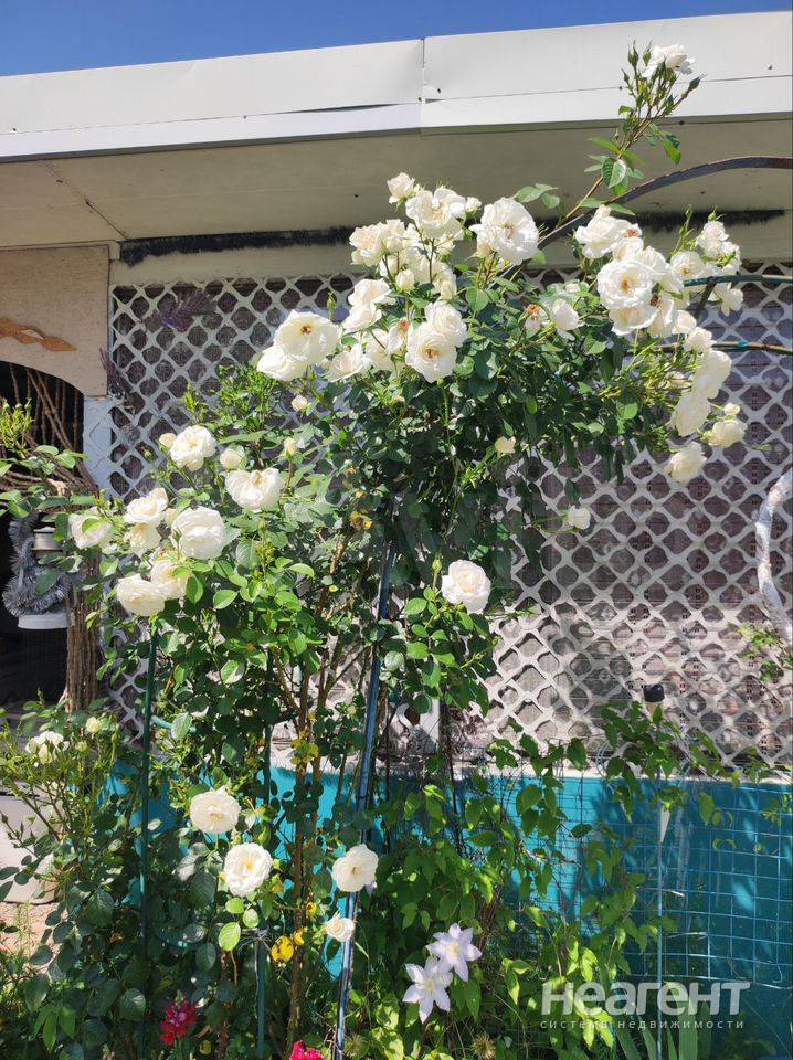 Фотография №3