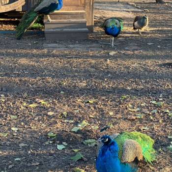 Продается Участок, 660 м²