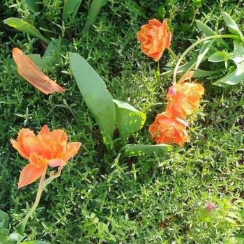 Продается Участок, 600 м²