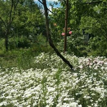 Продается Участок, 440 м²