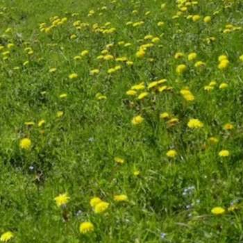 Продается Участок, 800 м²