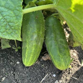 Продается Дом, 86 м²