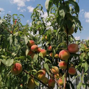 Продается Дом, 345 м²