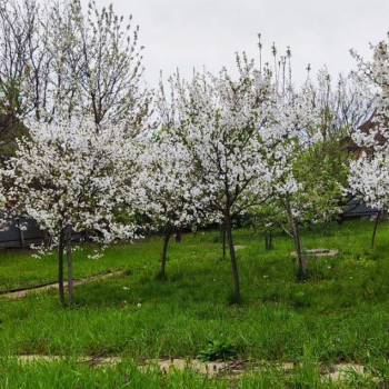 Продается Участок, 990 м²