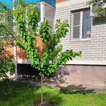 Сдается 1-комнатная квартира, 22 м²