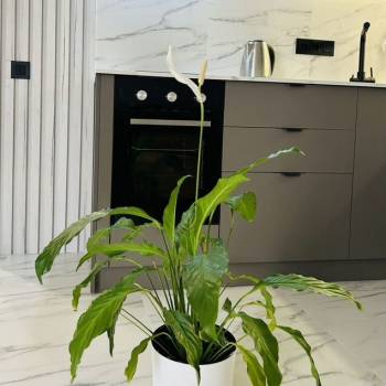 Сдается 1-комнатная квартира, 45 м²