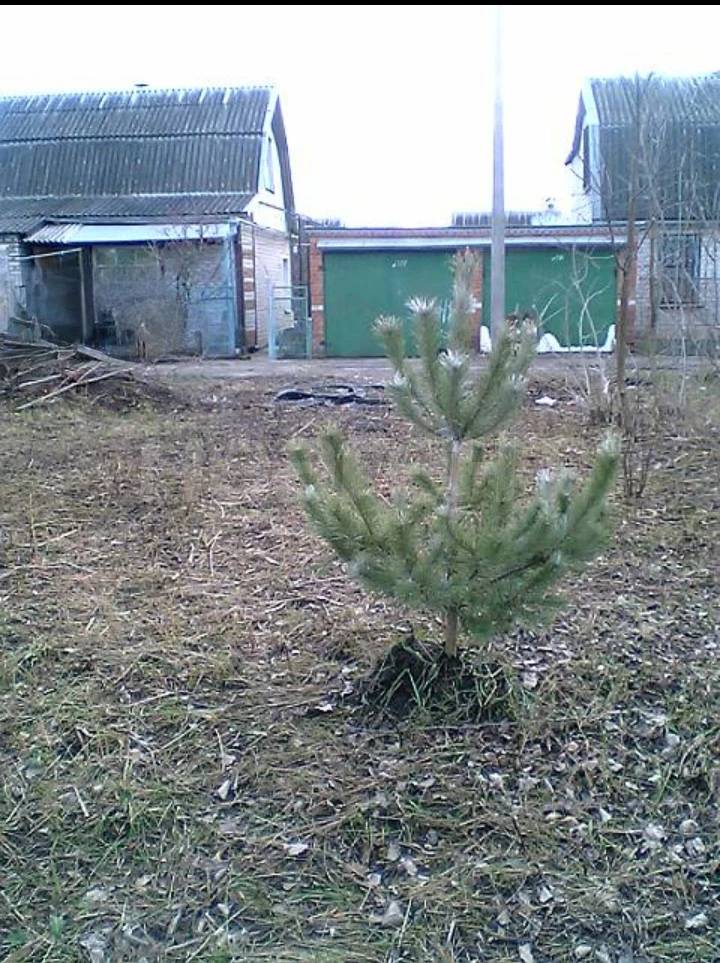 Продам дачу, дст Первомаец (3я Линия)