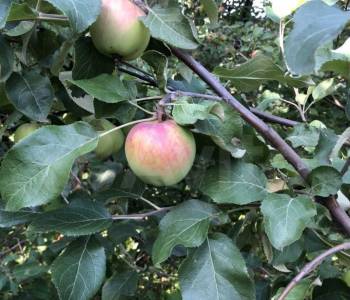 Продается Дом, 40 м²