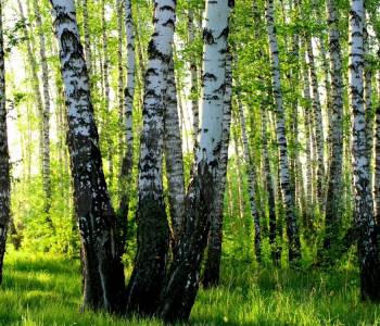 Продается Участок, 1000 м²