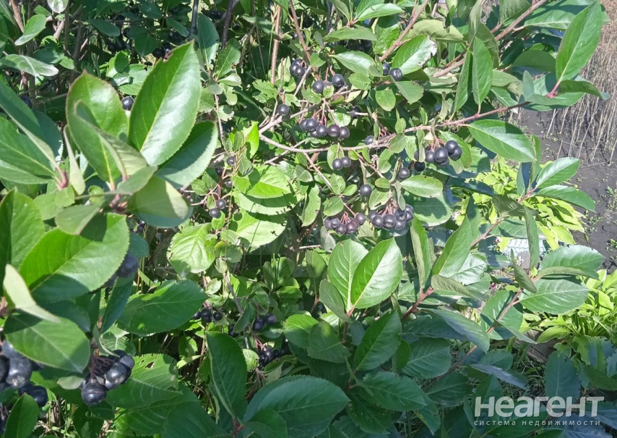 Фотография №3