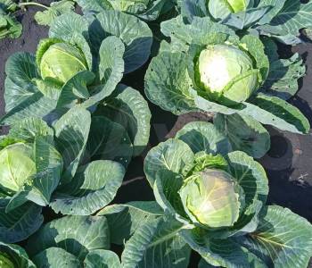 Продается Дом, 20 м²