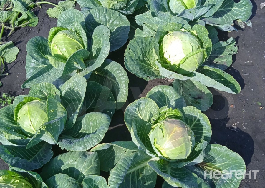 Фотография №5