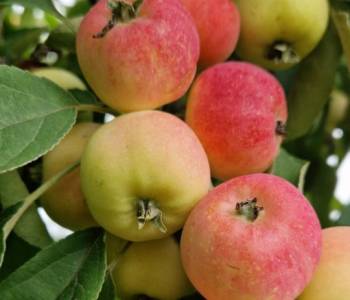 Продается Участок, 750 м²