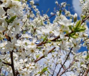 Продается Участок, 750 м²