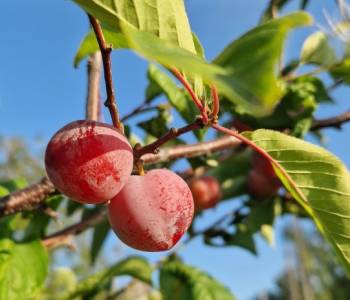 Продается Участок, 750 м²