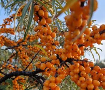 Продается Участок, 750 м²