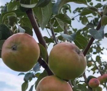 Продается Дом, 50 м²