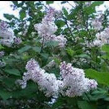 Продается Дом, 22,4 м²