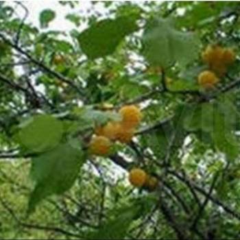 Продается Дом, 22,4 м²