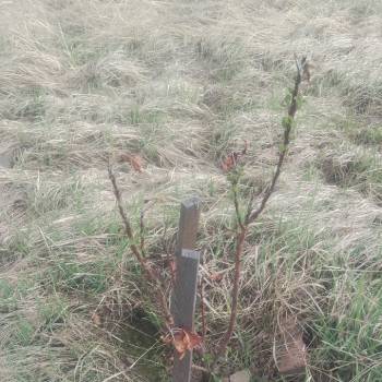 Продается Участок, 800 м²