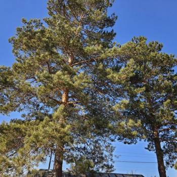 Продается Дом, 81,2 м²