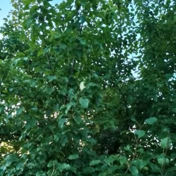 Продается Дом, 12 м²