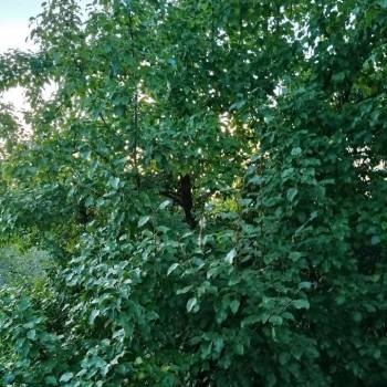 Продается Дом, 12 м²