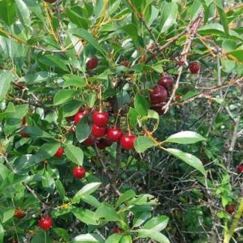 Продается Участок, 1200 м²