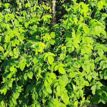 Продается Участок, 500 м²