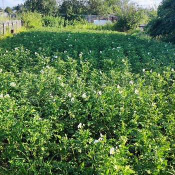 Продается Участок, 500 м²