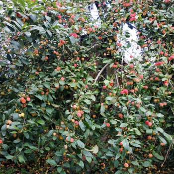 Продается Дом, 48 м²