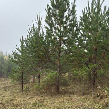 Продается Участок, 2000 м²