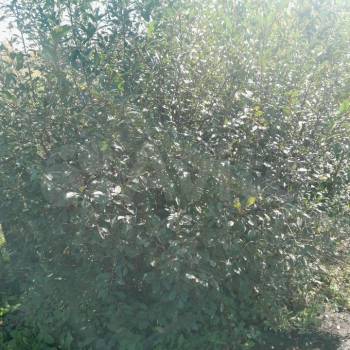 Продается Дом, 10 м²