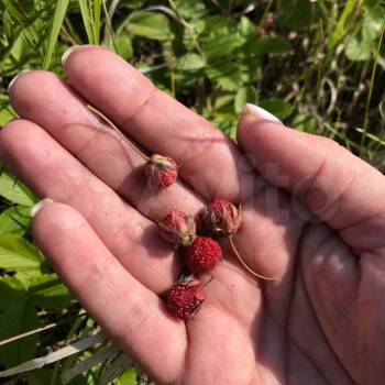 Продается Участок, 800 м²