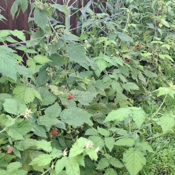 Продается Дом, 51 м²