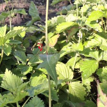 Продается Дом, 51 м²