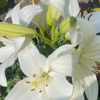 Продается Участок, 800 м²