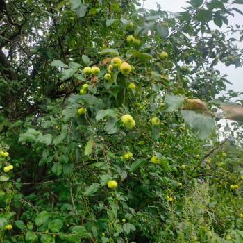 Продается Участок, 500 м²