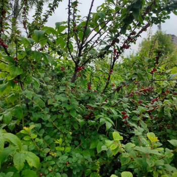 Продается Участок, 500 м²