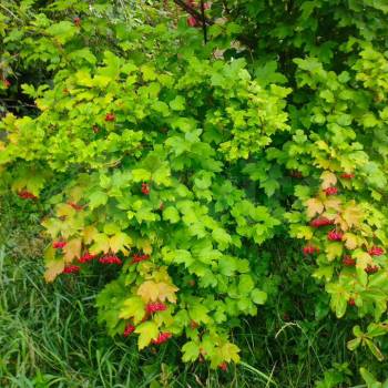 Продается Участок, 500 м²