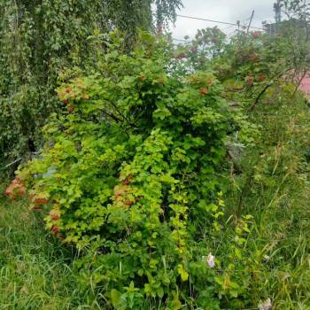 Продается Участок, 500 м²