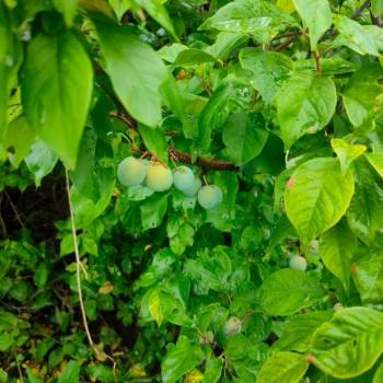 Продается Участок, 500 м²